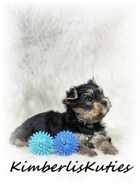TRADITIONAL Yorkshire Terrier ~ Male, Toby