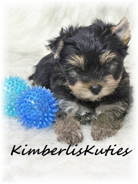 TRADITIONAL Yorkshire Terrier ~ Male, Toby