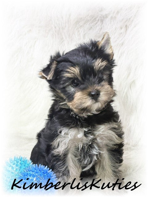 TRADITIONAL Yorkshire Terrier ~ Male, Toby