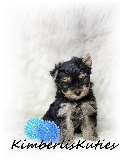 TRADITIONAL Yorkshire Terrier ~ Male, Toby