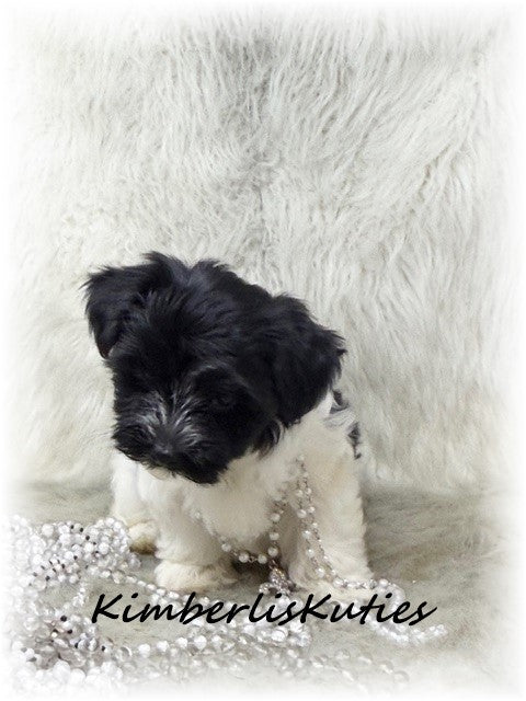 MORKIE (Maltese/Yorkshire Terrier) Female, Wiley