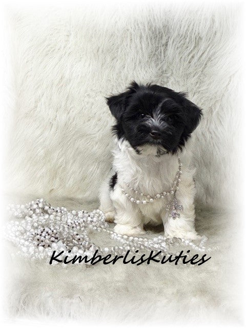 MORKIE (Maltese/Yorkshire Terrier) Female, Wiley