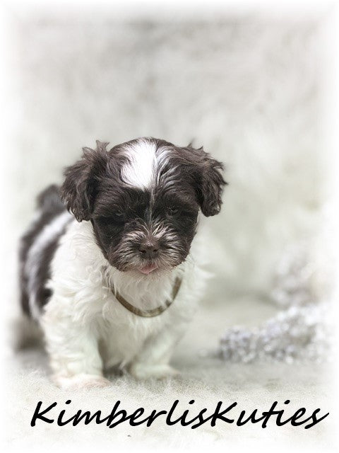 MALTI-POO (Maltese/Toy Poodle) Gidget