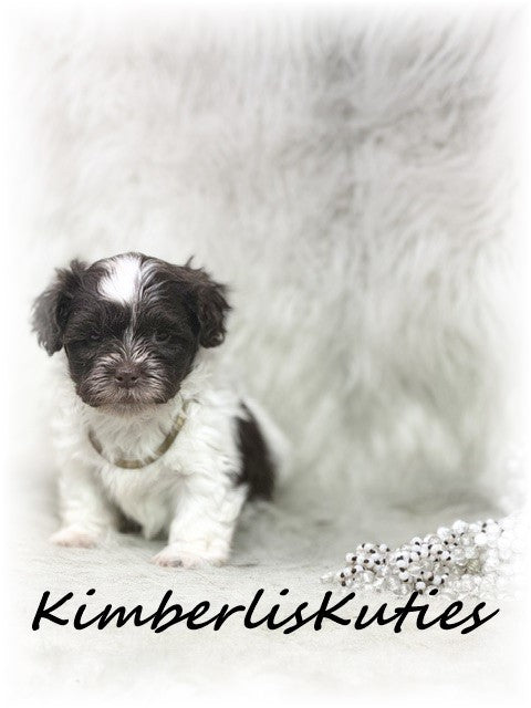 MALTI-POO (Maltese/Toy Poodle) Gidget