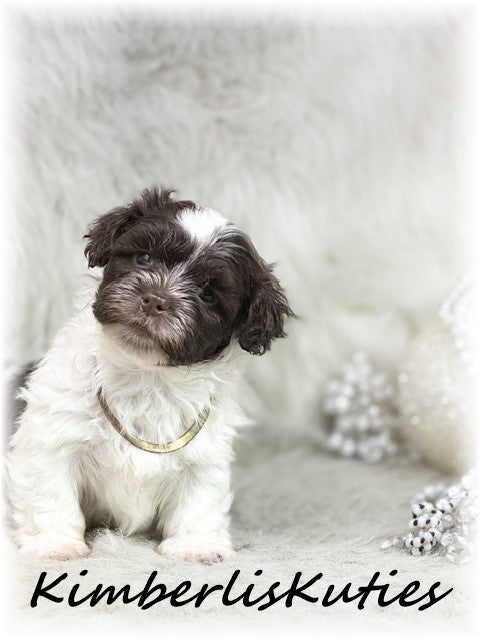 MALTI-POO (Maltese/Toy Poodle) Gidget