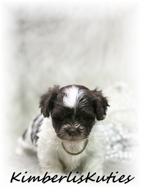 MALTI-POO (Maltese/Toy Poodle) Gidget