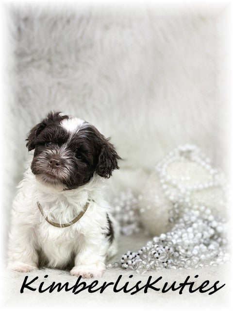 MALTI-POO (Maltese/Toy Poodle) Gidget