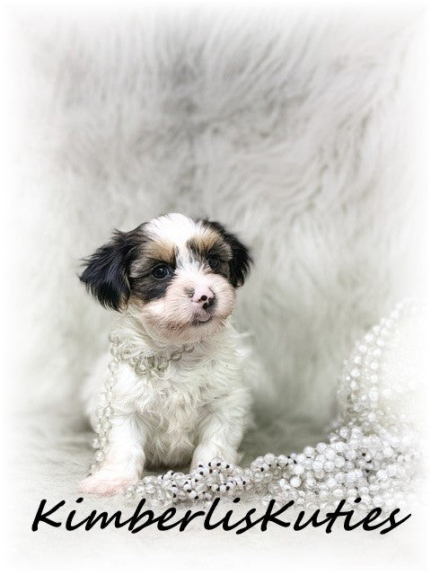 YORKIE POO (Yorkshire Terrier/Toy Poodle) Female, Millie