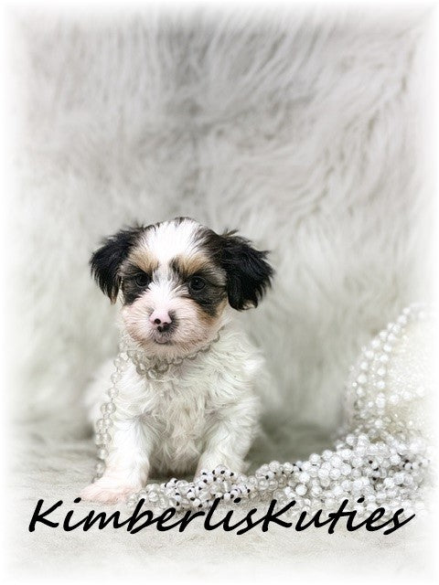 YORKIE POO (Yorkshire Terrier/Toy Poodle) Female, Millie