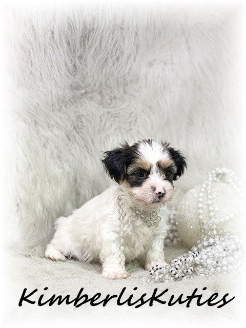 YORKIE POO (Yorkshire Terrier/Toy Poodle) Female, Millie