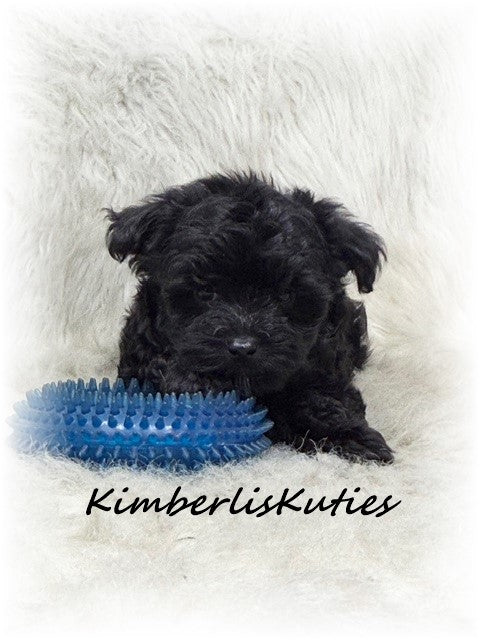 MORKIE (Maltese/ Yorkshire Terrier) Male, Harvey