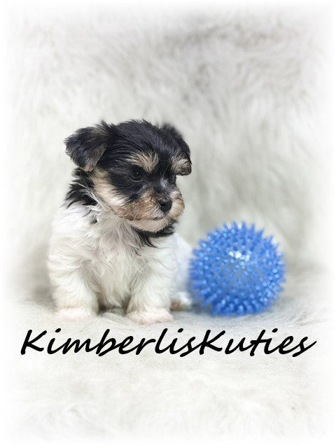 Yorkie Poo (Yorkshire Terrier/Toy Poodle) Male, Miles
