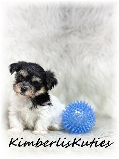 Yorkie Poo (Yorkshire Terrier/Toy Poodle) Male, Miles