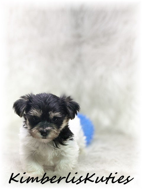 Yorkie Poo (Yorkshire Terrier/Toy Poodle) Male, Miles