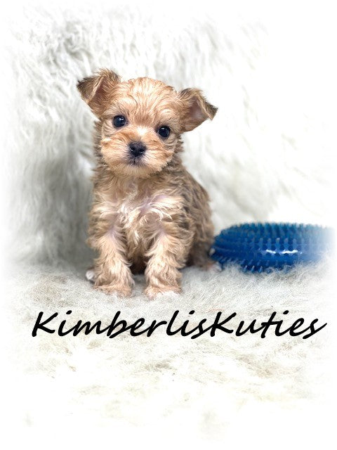 SOLD  ....  MORKIE (Maltese/ Yorkshire Terrier) Male, Harley