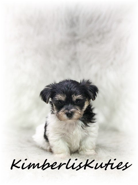 Yorkie Poo (Yorkshire Terrier/Toy Poodle) Male, Miles