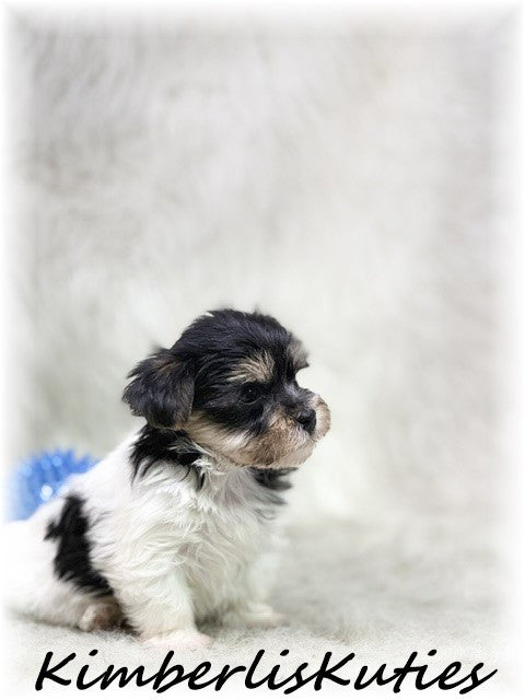 Yorkie Poo (Yorkshire Terrier/Toy Poodle) Male, Miles