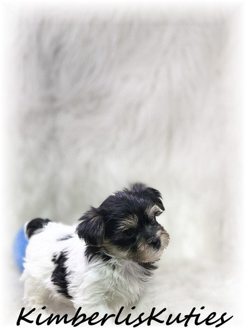 Yorkie Poo (Yorkshire Terrier/Toy Poodle) Male, Miles