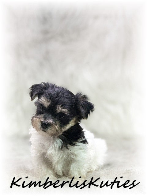 Yorkie Poo (Yorkshire Terrier/Toy Poodle) Male, Miles