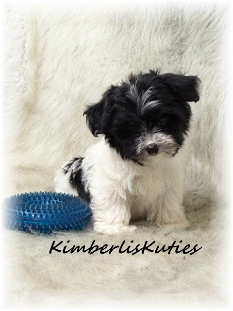 MORKIE (Maltese/ Yorkshire Terrier) Male, Henry