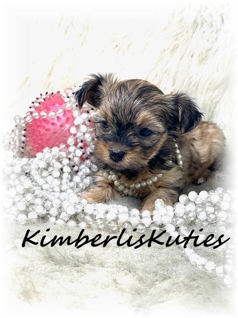 SOLD  ….  MORKIE (Maltese/ Yorkshire Terrier) Female, Hayley