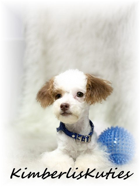 YORKIE POO (Yorkshire Terrier/Toy Poodle) Male, Tiny Milo
