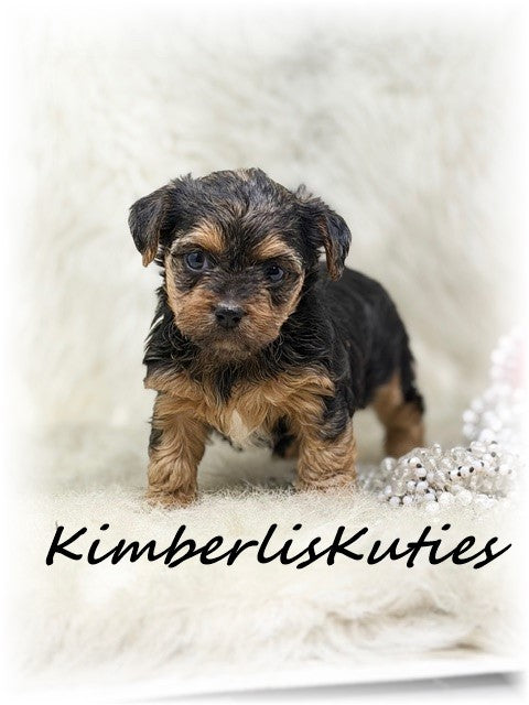 YORKIE-POO (Yorkshire Terrier/Toy Poodle) Female, Maggie