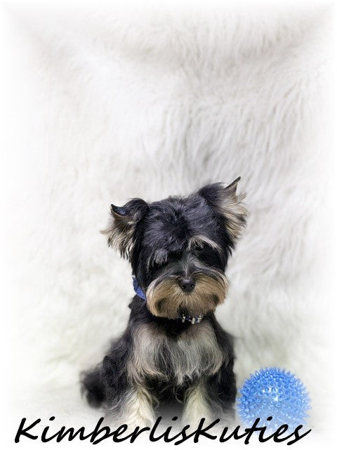 TRADITIONAL Yorkshire Terrier ~ Male, Kingston