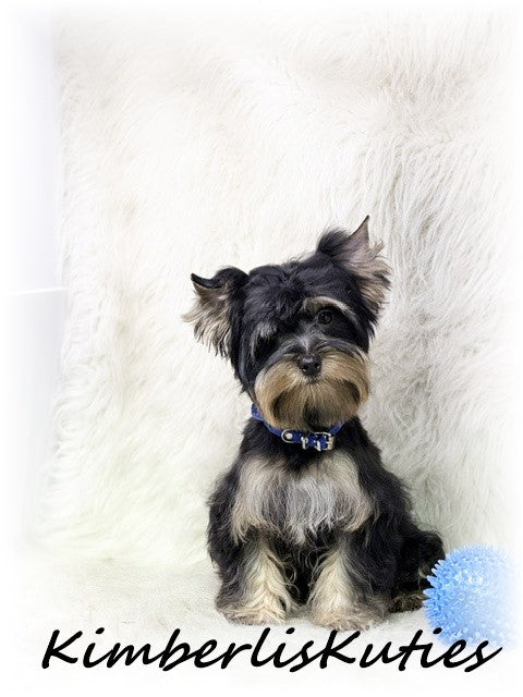 TRADITIONAL Yorkshire Terrier ~ Male, Kingston