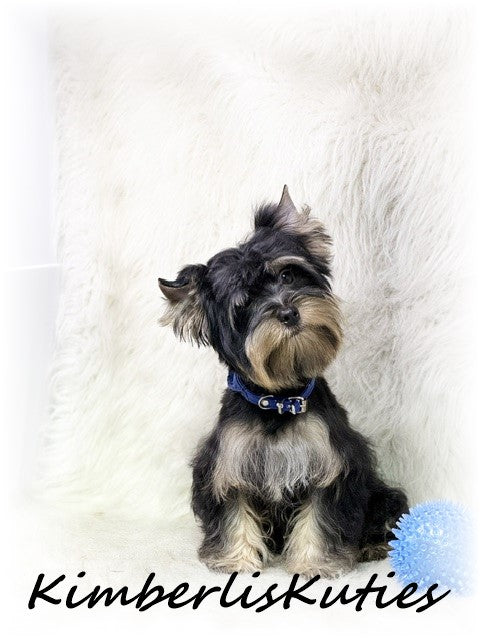 TRADITIONAL Yorkshire Terrier ~ Male, Kingston