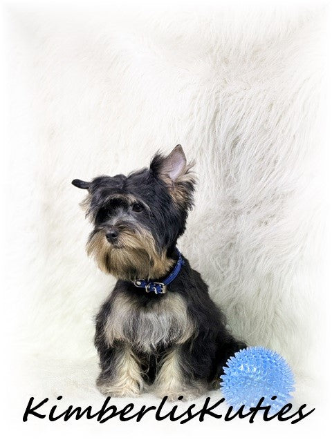 TRADITIONAL Yorkshire Terrier ~ Male, Kingston