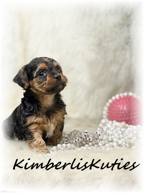 YORKIE-POO (Yorkshire Terrier/Toy Poodle) Female, Maggie