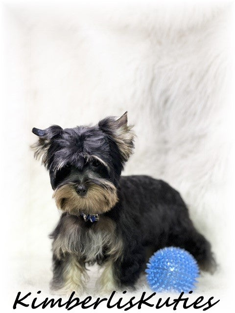 TRADITIONAL Yorkshire Terrier ~ Male, Kingston