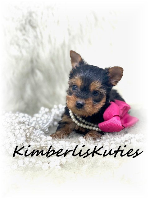 SOLD …. TRADITIONAL Yorkshire Terrier ~ Female, Remi