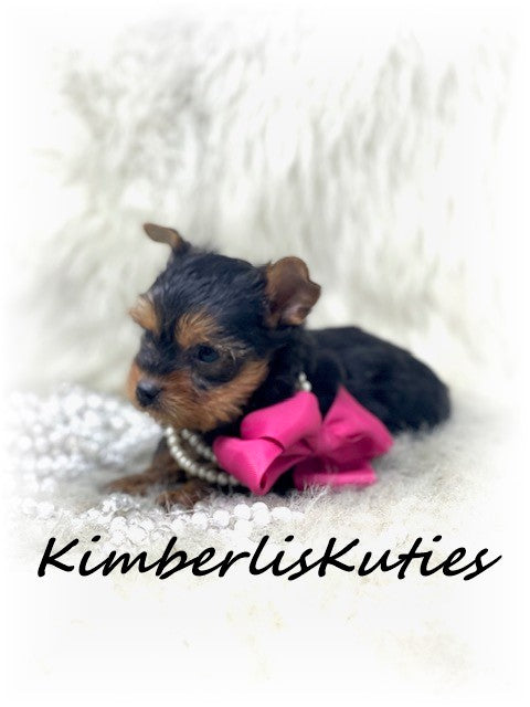 SOLD …. TRADITIONAL Yorkshire Terrier ~ Female, Remi