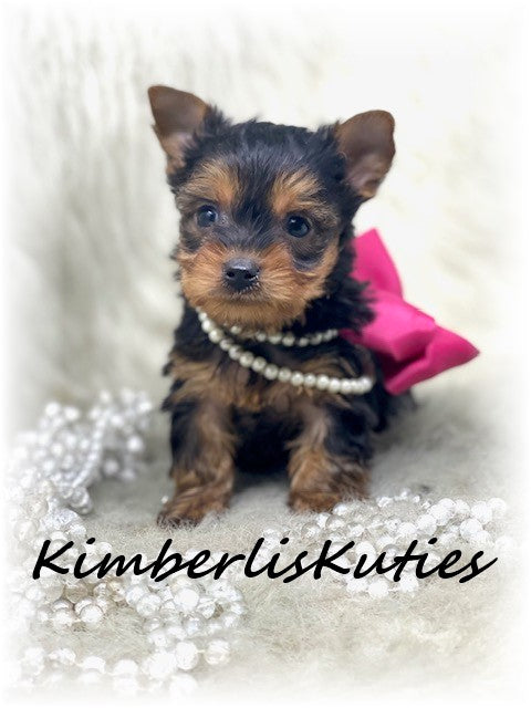 SOLD …. TRADITIONAL Yorkshire Terrier ~ Female, Remi