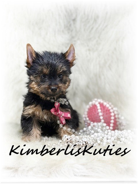 TRADITIONAL Yorkshire Terrier ~ Female, Kylie