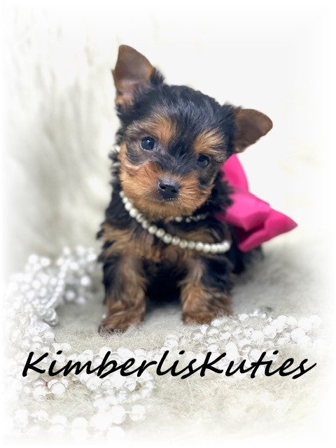 SOLD …. TRADITIONAL Yorkshire Terrier ~ Female, Remi