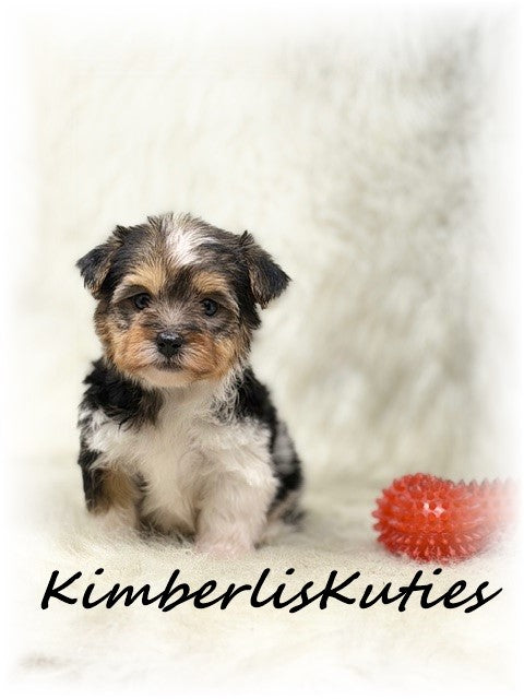 YORKIE-POO (Yorkshire Terrier/Toy Poodle) Male, Maddox