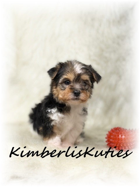 YORKIE-POO (Yorkshire Terrier/Toy Poodle) Male, Maddox