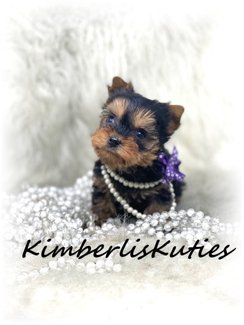 SOLD …. TRADITIONAL Yorkshire Terrier ~ Female, Riley