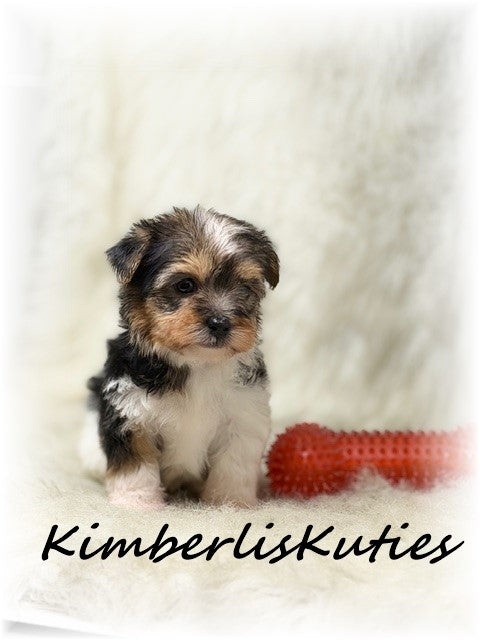 YORKIE-POO (Yorkshire Terrier/Toy Poodle) Male, Maddox