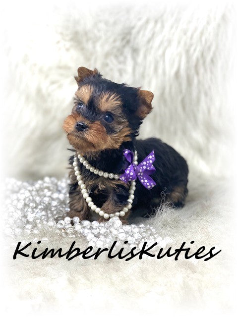 SOLD …. TRADITIONAL Yorkshire Terrier ~ Female, Riley