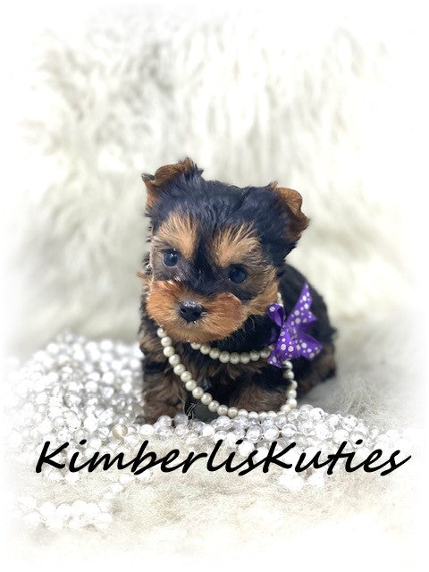 SOLD …. TRADITIONAL Yorkshire Terrier ~ Female, Riley