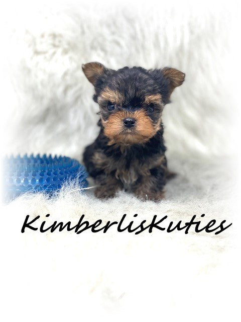 SOLD .... TRADITIONAL Yorkshire Terrier ~ Male, TINY Ryder