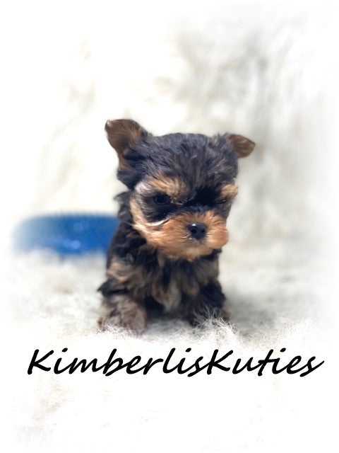 TRADITIONAL Yorkshire Terrier ~ Male, TINY Ryder