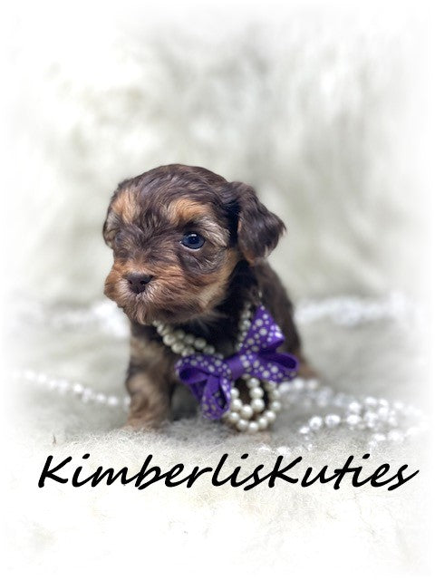 SOLD  ....  YORKIEPOO (Yorkshire Terrier/Toy Poodle) Wren