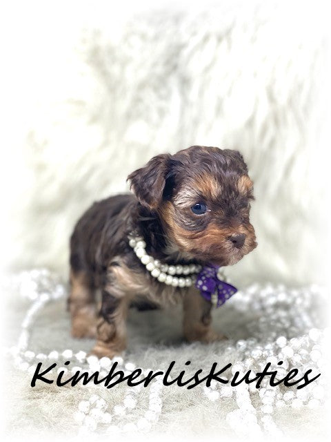 SOLD  ....  YORKIEPOO (Yorkshire Terrier/Toy Poodle) Wren