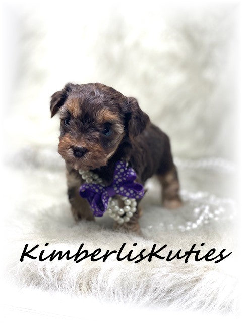 SOLD  ....  YORKIEPOO (Yorkshire Terrier/Toy Poodle) Wren