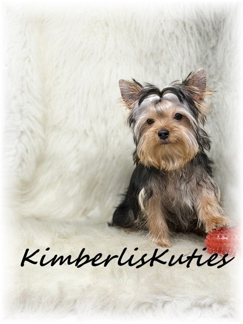 TRADITIONAL Yorkshire Terrier ~ Male, Spence (Pocket Baby)